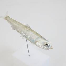 Our Wondrous Planet, Our Wild Family: Model - Australian Anchovy, <em>Engraulis australis</em> (Shaw, 1790)