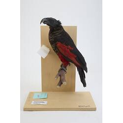 <em>Psittrichas fulgidus</em>, Pesquet's Parrot. [B 21609]