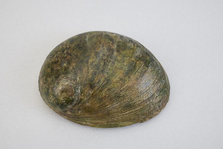 <em>Haliotis laevigata</em>, Green-lipped Abalone, model. [F 82911.1]