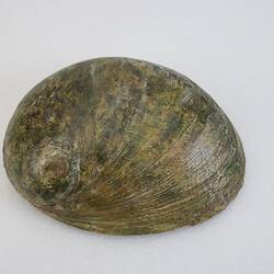 Our Wondrous Planet, Reef: Model - Green-lipped Abalone, <em>Haliotis laevigata</em> Donovan, 1808