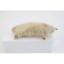 <em>Notoryctes typhlops</em>, Southern Marsupial Mole. [C 25067]
