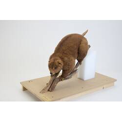 <em>Phalanger carmelitae</em>, Mountain Cuscus. [C 2912]