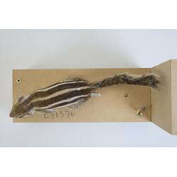 <em>Funambulus pennantii</em>, Northern Palm Squirrel. [C 31376]
