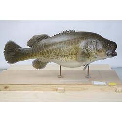 <em>Maccullochella peelii</em>, Murray Cod. [55991]