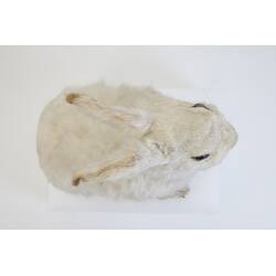 <em>Lepus timidus</em>, Mountain Hare. [C 29919]