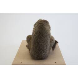 <em>Aotus trivirgatus</em>, Three-striped Night Monkey. [C 30263]