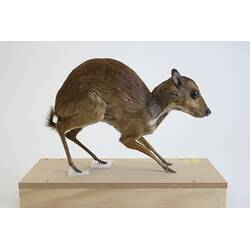 <em>Tragulus napu</em>, Greater Mouse-deer. [C 30638]