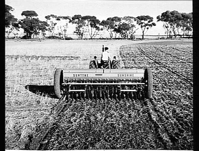 20-ROW 500 SERIES `SUNTYNE' FITTED WITH `SUNDISCER' ATTACHMENT WORKING IN WHEAT STUBBLE ON THE FARM OF MESSRS. L. & V. MITCHELL, WATCHUPA, VIC: JUNE 1955