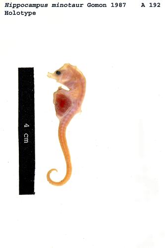 Fish specimen with scale bar.