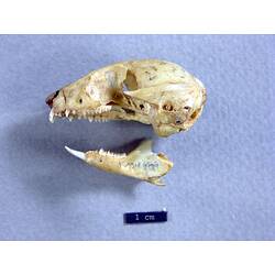 Lateral view of possum skull.