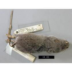 Dorsal view of mouse study skin with specimen labels.