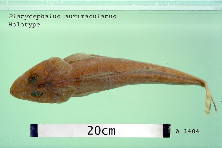 Fish specimen with scale bar.