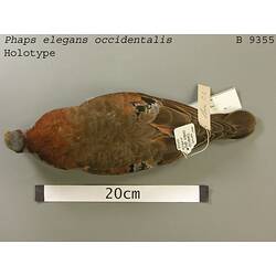 Dry bird skin specimen with labels.