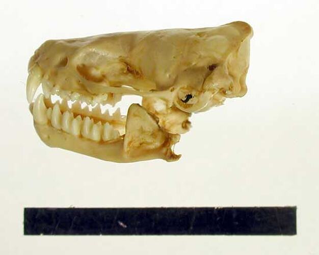 Lateral view of bat skull with scale bar.