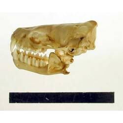 Lateral view of bat skull with scale bar.