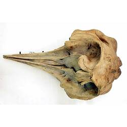 Ventral view of whale skull with scale bar.