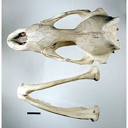 Seal lower jaw beside skull, external surfaces visible.