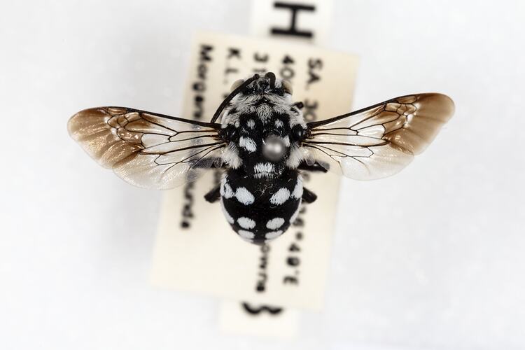 <em>Thyreus</em> sp., Cuckoo Bee. [HYM 36123]