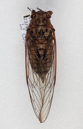 <em>Malagasia</em> sp., cicada. [HEM 9342]