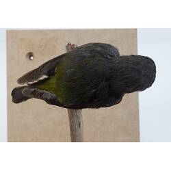 <em>Eopsaltria australis australis</em>, Eastern Yellow Robin. [B 21487]