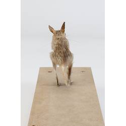 <em>Notomys cervinus</em>, Fawn Hopping Mouse. [C 7869]