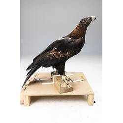 <em>Aquila audax audax</em>, Wedge-tailed Eagle. [B 21635]