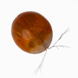 <em>Gigantocypris</em>, seed shrimp, model. [J 71444]