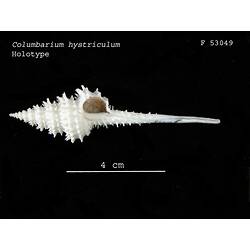 <em>Columbarium hystriculum</em>, marine snail.  Holotype.  Registration no. F 53049.