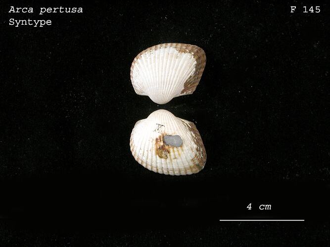 Arca pertusa Reeve, 1844