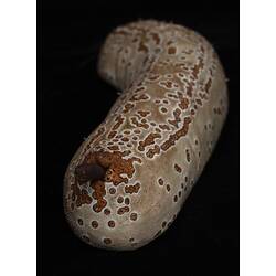 Model of spotty sea cucumber with small fish sticking out of the anus.