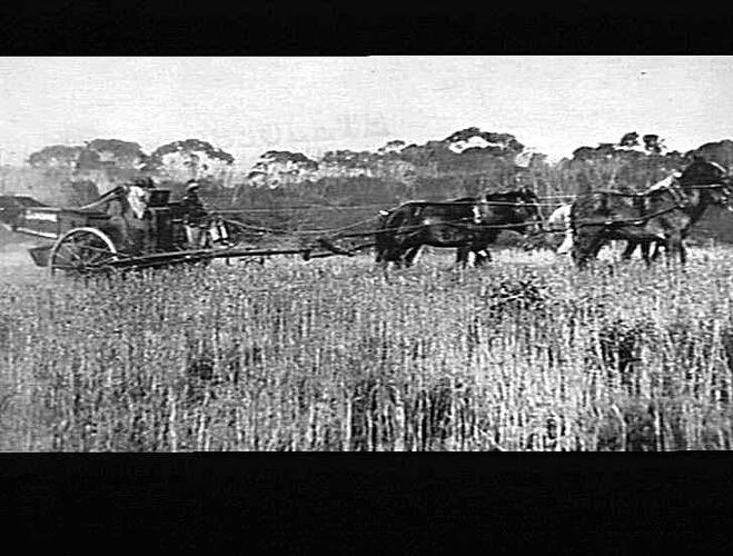 HEADERS IN THE FIELD: 10 FT. HEADER AT WORK ON MR. CARSON'S FARM, KOOLOOMONG: TAKING-OFF 3 BAGS PER ACRE: JAN 1924