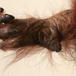 <em>Pongo pygmaeus</em>, Bornean Orangutan. [C 41761]