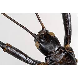 <em>Dryococelus australis</em>, Lord Howe Island stick insect. [PHA 11]
