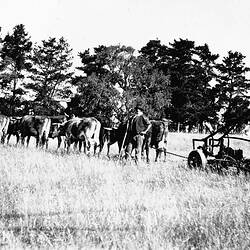 Negative - Casterton District, Victoria, circa 1924