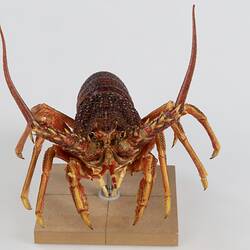 <em>Jasus edwardsii</em>, Southern Rock Lobster. [J 75632]