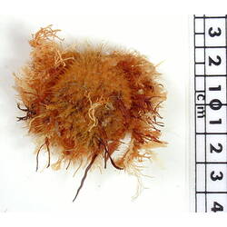 Our Wondrous Planet, Reef: Dry Specimen - Bear Seaweed Crab, <em>Notomithrax ursus</em> (Herbst, 1788)