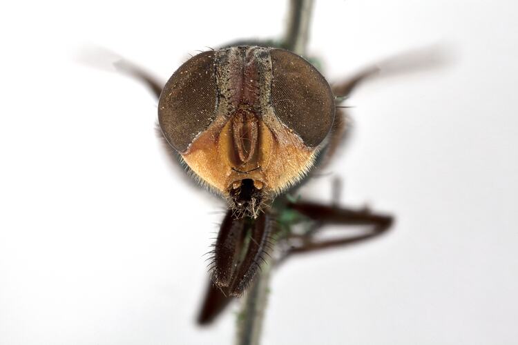 Head front view of pinned blowlfy specimen.