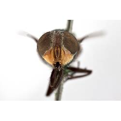 Head front view of pinned blowlfy specimen.