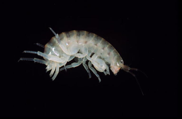 Lateral view of amphipod.