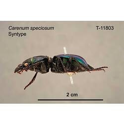 Beetle specimen, lateral view.