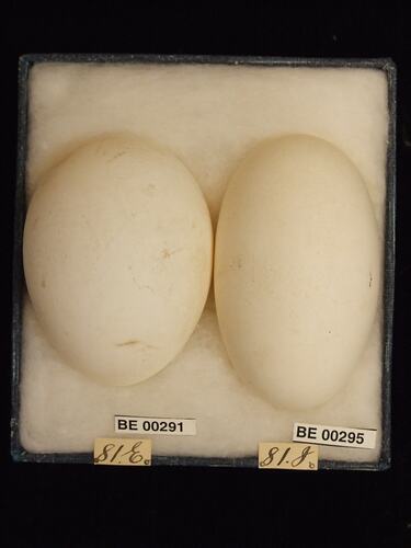 Two bird eggs with specimen labels in box.
