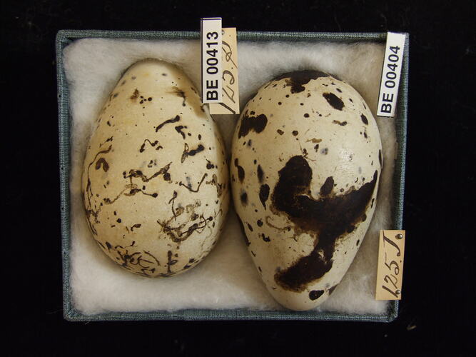 Two bird eggs with specimen labels in box.