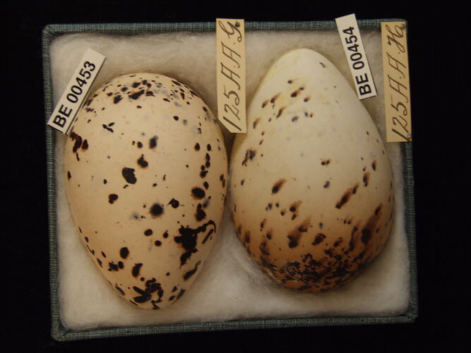 Two bird eggs with specimen labels in box.