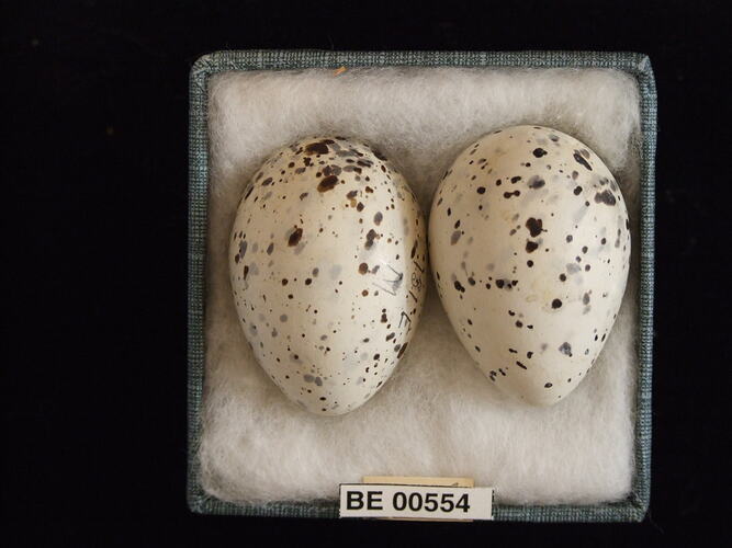 Two bird eggs with specimen labels in box.