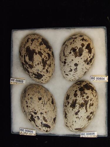 Four bird eggs with specimen labels in box.