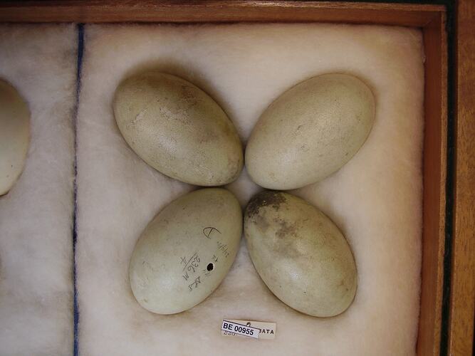 Close up of four bird eggs in drawer.