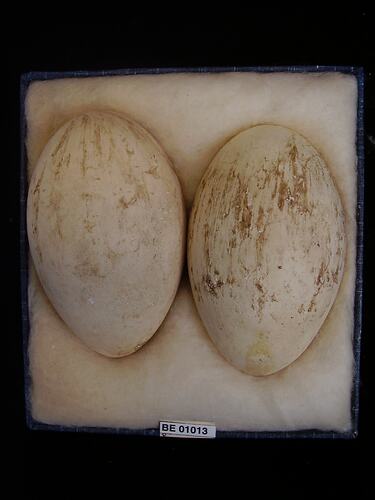 Two bird eggs and specimen label in box.