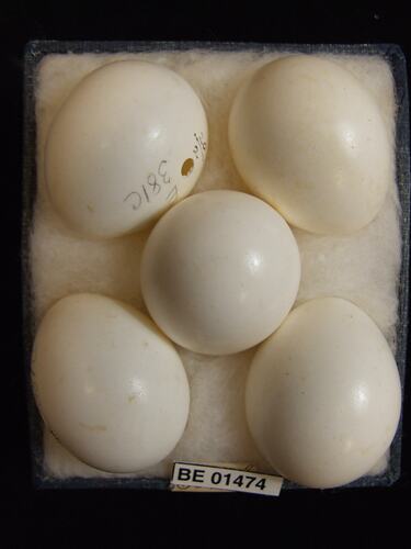 Five bird eggs with specimen labels in box.