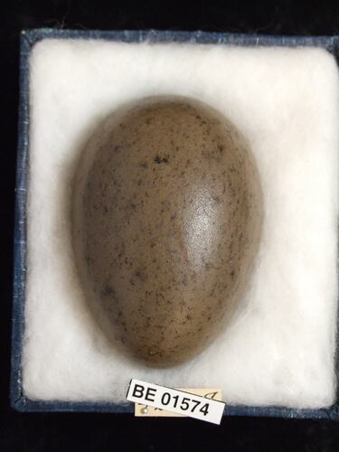 Bird egg with specimen labels in box.