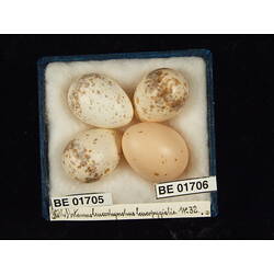 <em>Cuculus pallidus</em>